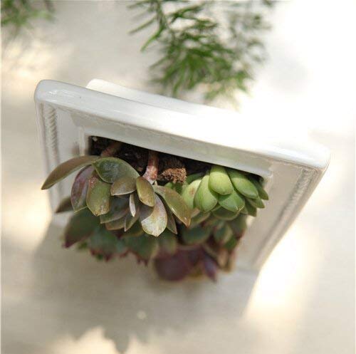 Picture Frame Succulent Pot